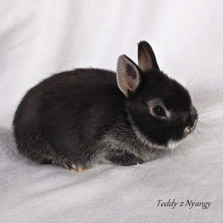 Vrh F28 - REZERVOVÁNO !!!